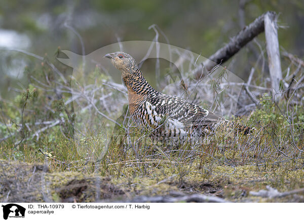 Auerhuhn / capercailye / THA-10979