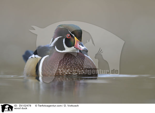 wood duck / DV-02478