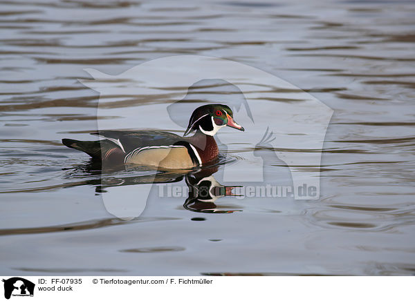 wood duck / FF-07935