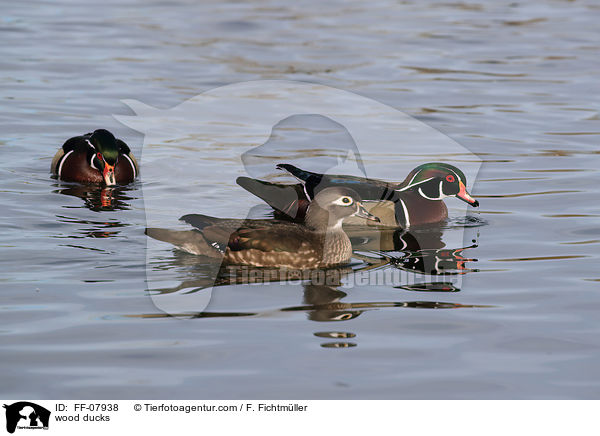 Brautenten / wood ducks / FF-07938