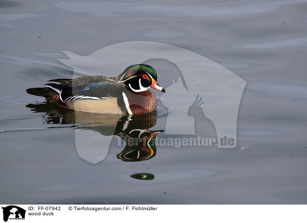 Brautente / wood duck / FF-07942