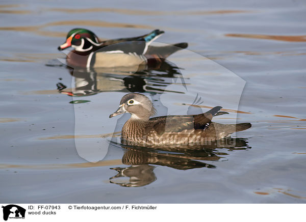 wood ducks / FF-07943