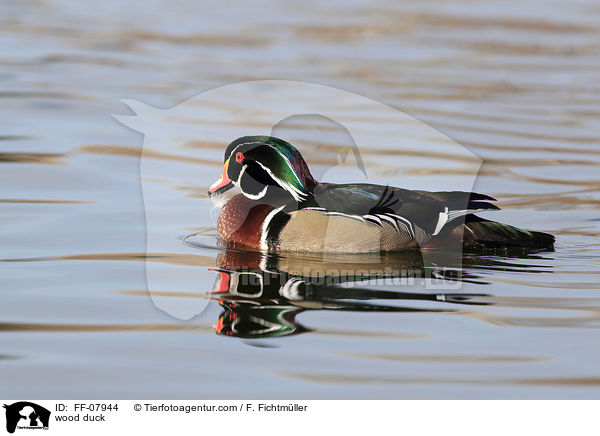 wood duck / FF-07944