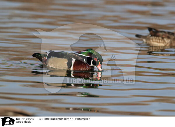 Brautente / wood duck / FF-07947