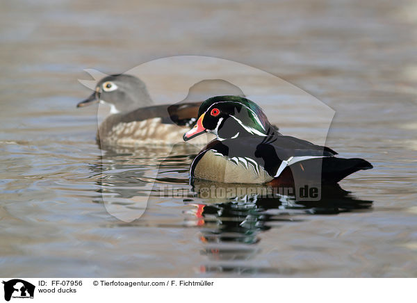 Brautenten / wood ducks / FF-07956