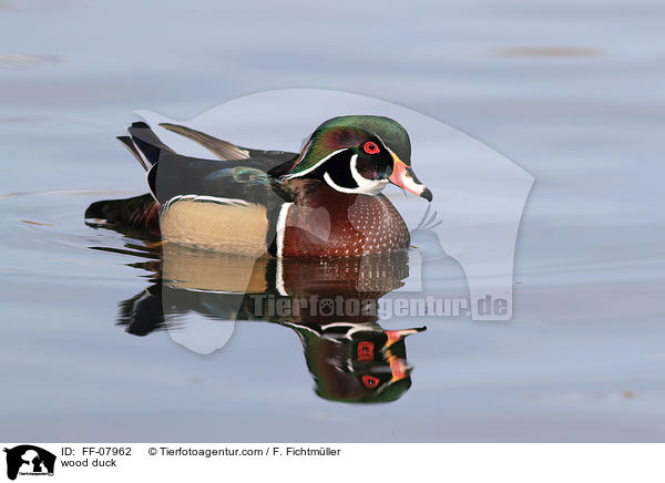 Brautente / wood duck / FF-07962