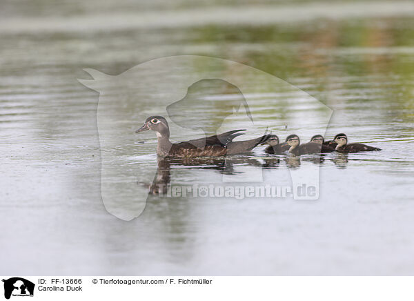 Carolina Duck / FF-13666