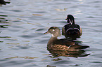 wood ducks