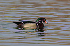 wood duck