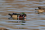 wood duck