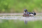 wood duck