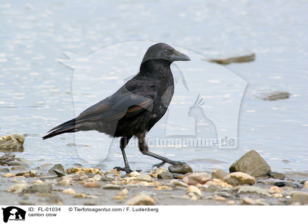 Rabenkrhe / carrion crow / FL-01034