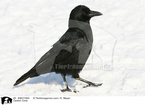 Rabenkrhe / Carrion Crow / KM-01064