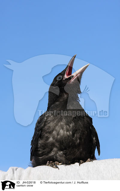Rabenkrhe / carrion crow / JH-02618