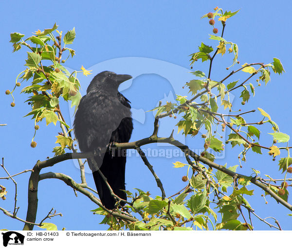Rabenkrhe / carrion crow / HB-01403
