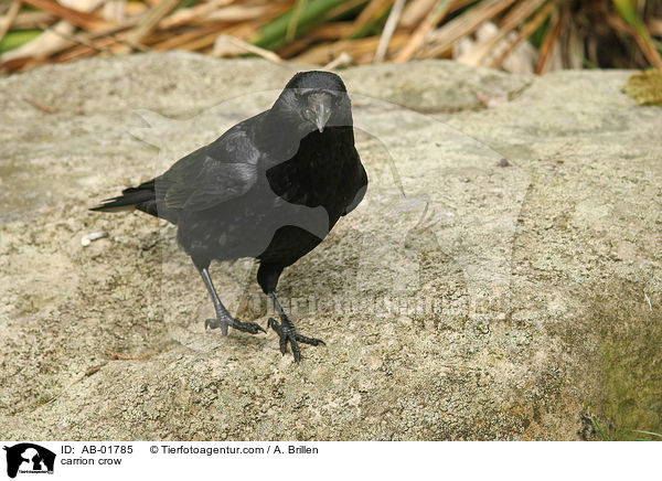 Rabenkrhe / carrion crow / AB-01785
