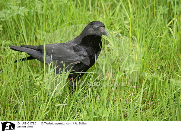 Rabenkrhe / carrion crow / AB-01786