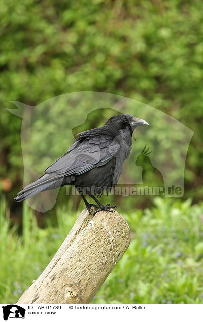 Rabenkrhe / carrion crow / AB-01789