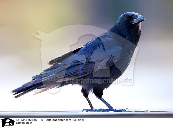 Rabenkrhe / carrion crow / MAZ-02156