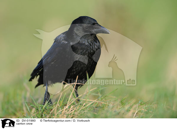Rabenkrhe / carrion crow / DV-01980