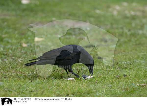 Rabenkrhe / carrion crow / THA-02893