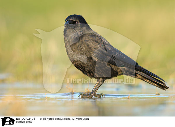 Rabenkrhe / carrion crow / DV-02195