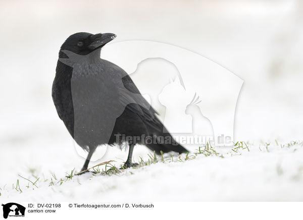 Rabenkrhe / carrion crow / DV-02198