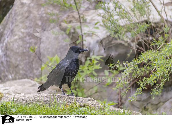 Rabenkrhe / carrion crow / PW-01892