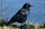 Carrion Crow