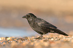 carrion crow