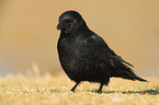 carrion crow