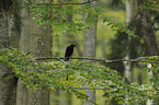 carrion crow