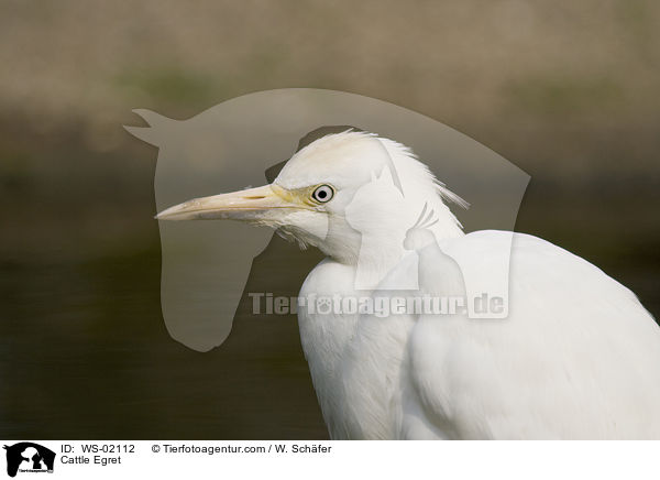 Kuhreiher / Cattle Egret / WS-02112