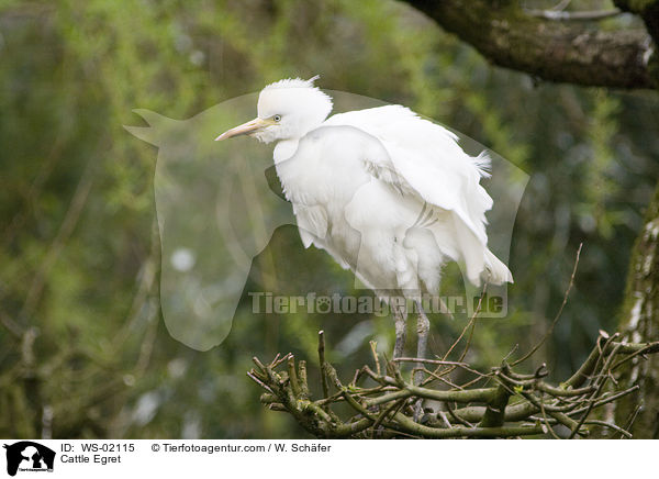 Kuhreiher / Cattle Egret / WS-02115