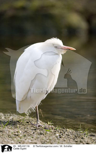 Kuhreiher / Cattle Egret / WS-02118