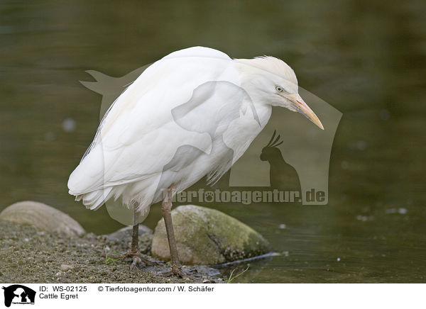 Kuhreiher / Cattle Egret / WS-02125