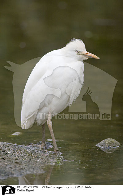 Kuhreiher / Cattle Egret / WS-02126