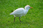 cattle egret