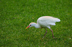 cattle egret