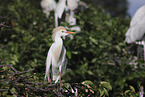 cattle egret