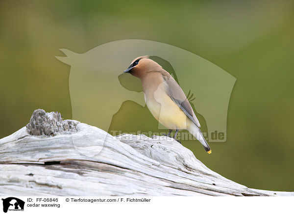 Zedernseidenschwanz / cedar waxwing / FF-06846