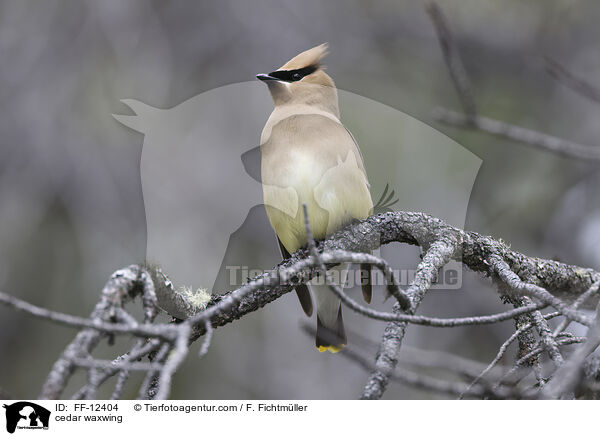 cedar waxwing / FF-12404