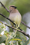 cedar waxwing