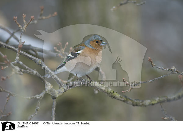 Buchfink / chaffinch / THA-01407