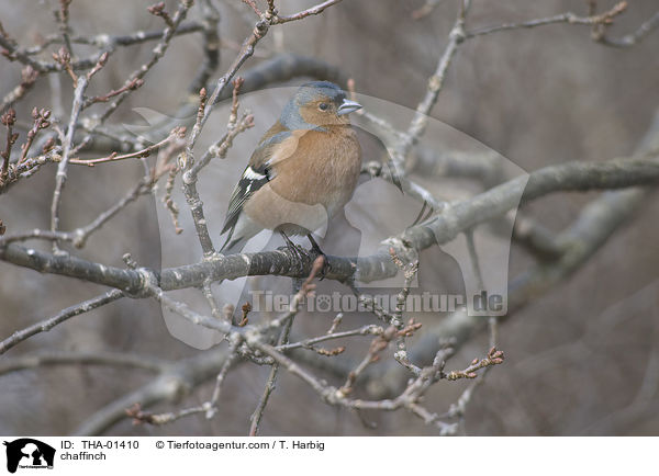 Buchfink / chaffinch / THA-01410