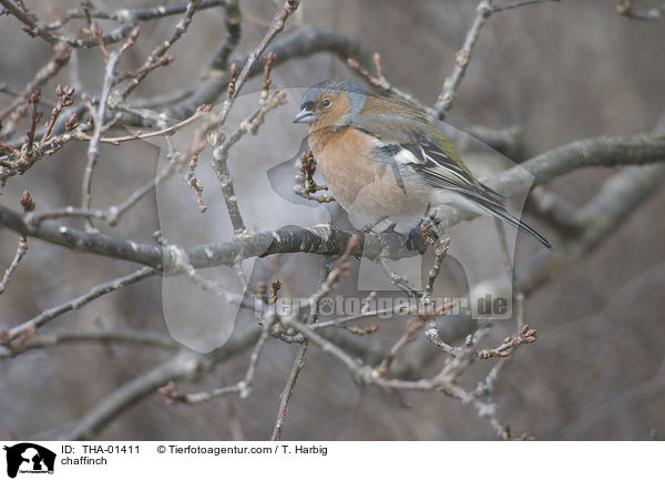 Buchfink / chaffinch / THA-01411