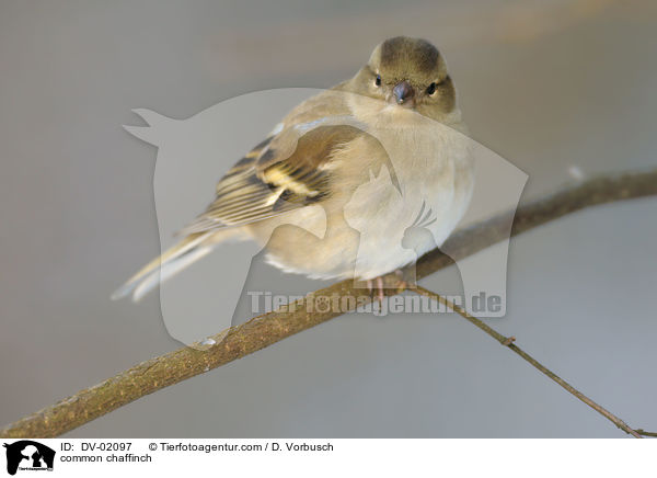 Buchfink / common chaffinch / DV-02097