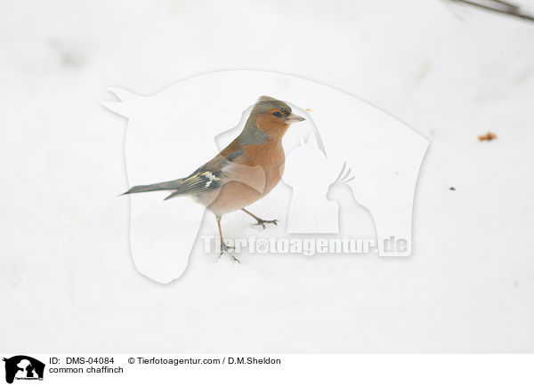 Buchfink / common chaffinch / DMS-04084