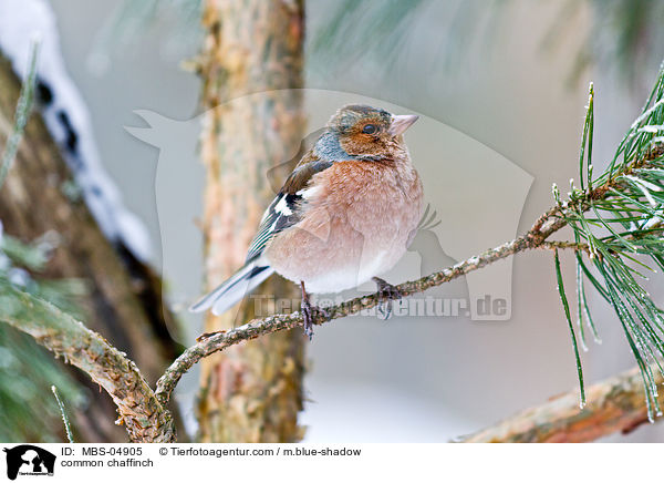 Buchfink / common chaffinch / MBS-04905