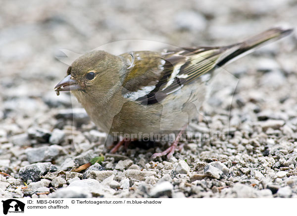 Buchfink / common chaffinch / MBS-04907